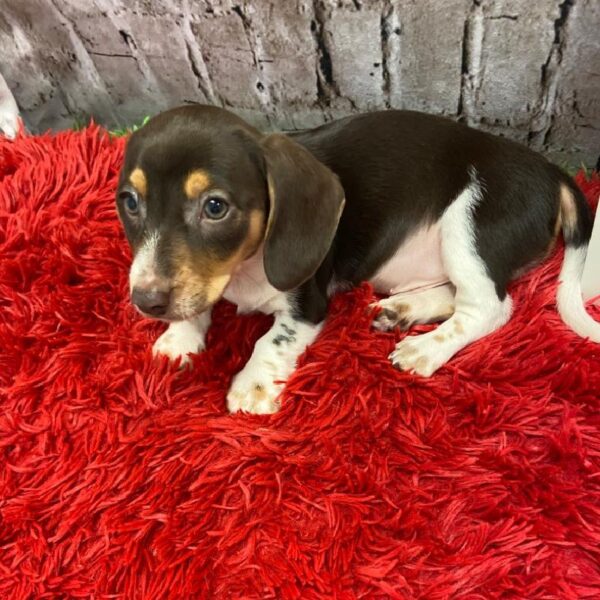 Dachshund-DOG-Male-Chocolate and Tan-4977-Petland Robinson, Pittsburgh, PA