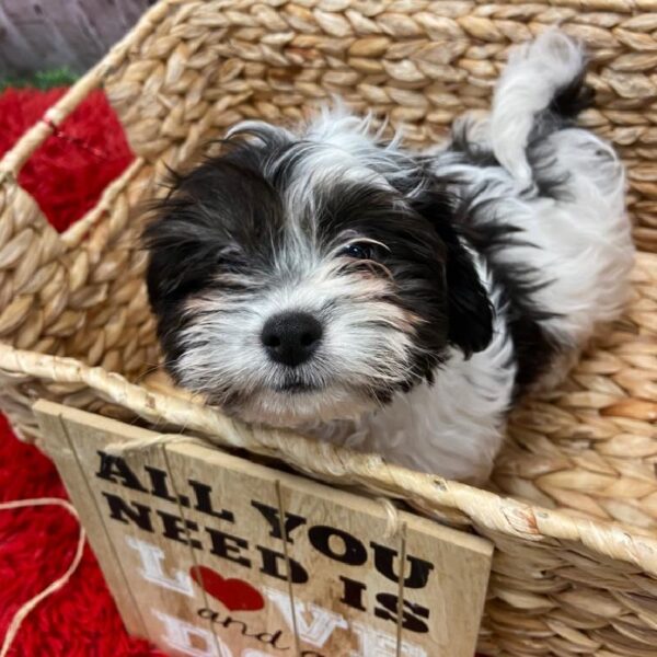 Teddy Bear DOG Female Black and White 4982 Petland Robinson, PA