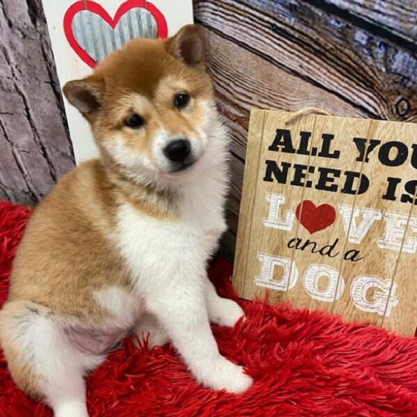 Shiba Inu-DOG-Female-Red-4981-Petland Robinson, Pittsburgh, PA