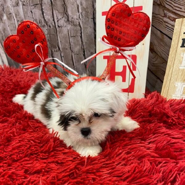 Lhasa Apso DOG Female Red 4983 Petland Robinson, PA