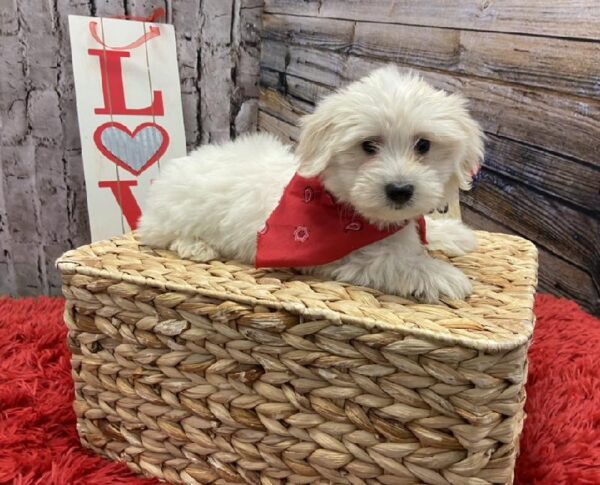 Coton De Tulear DOG Male White 4976 Petland Robinson, PA