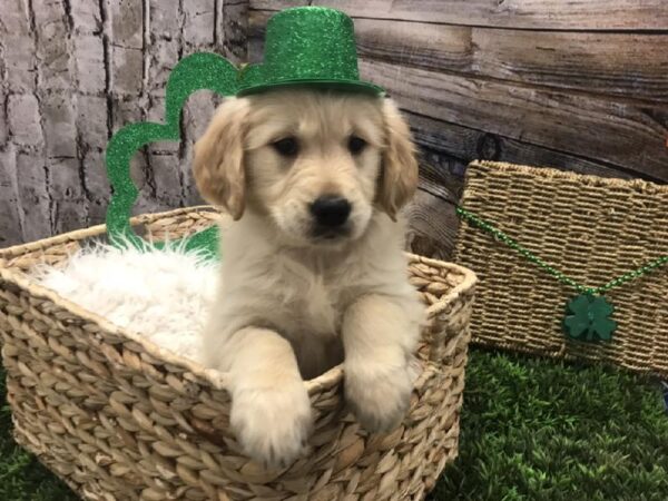 Golden Retriever-DOG-Female-Golden-5008-Petland Robinson, Pittsburgh, PA