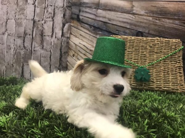 Cavachon-DOG-Male-Cream-5009-Petland Robinson, Pittsburgh, PA