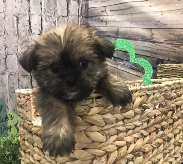 Shorkie DOG Female Gold 5007 Petland Robinson, PA