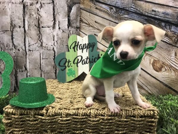 Chihuahua-DOG-Female-Gray / White-5010-Petland Robinson, PA