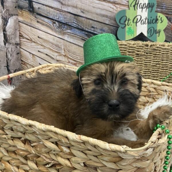 Soft Coated Wheaten Terrier-DOG-Female-Wheaten-5005-Petland Robinson, PA