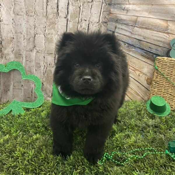 Chow Chow-DOG-Female-Black-5006-Petland Robinson, Pittsburgh, PA