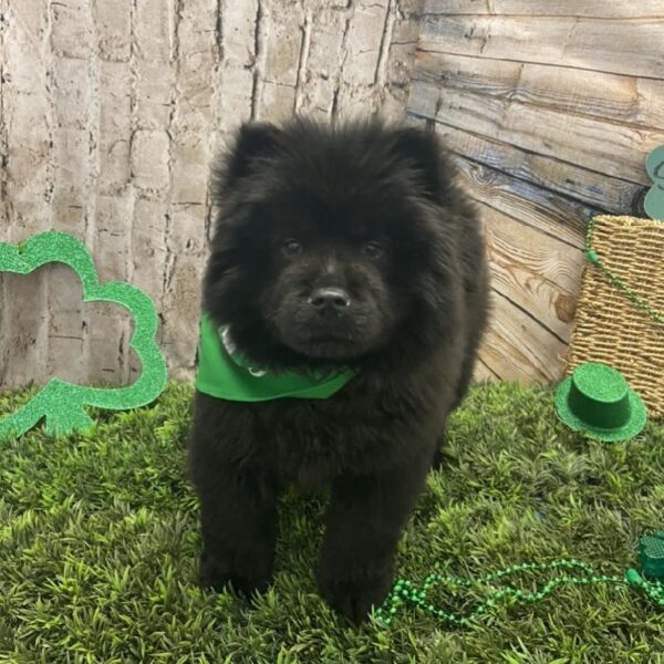 Chow Chow DOG Female Black 5006 Petland Robinson, PA