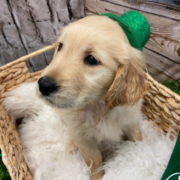 Golden Retriever DOG Male Golden 4996 Petland Robinson, PA