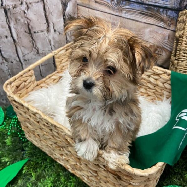 Morkie-DOG-Male-Gold-4998-Petland Robinson, PA