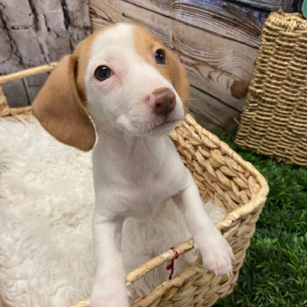 Dachshund-DOG-Male-Fawn (Isabella) and Tan-5001-Petland Robinson, Pittsburgh, PA