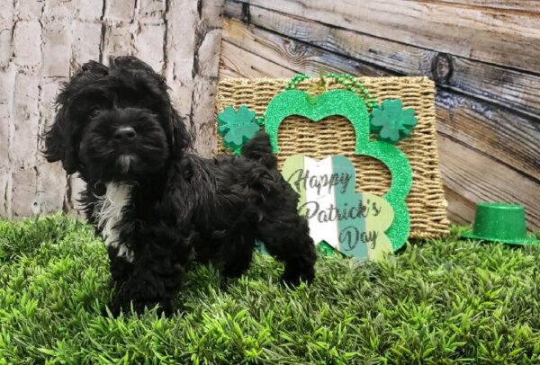 Cockapoo DOG Female Black 4995 Petland Robinson, PA