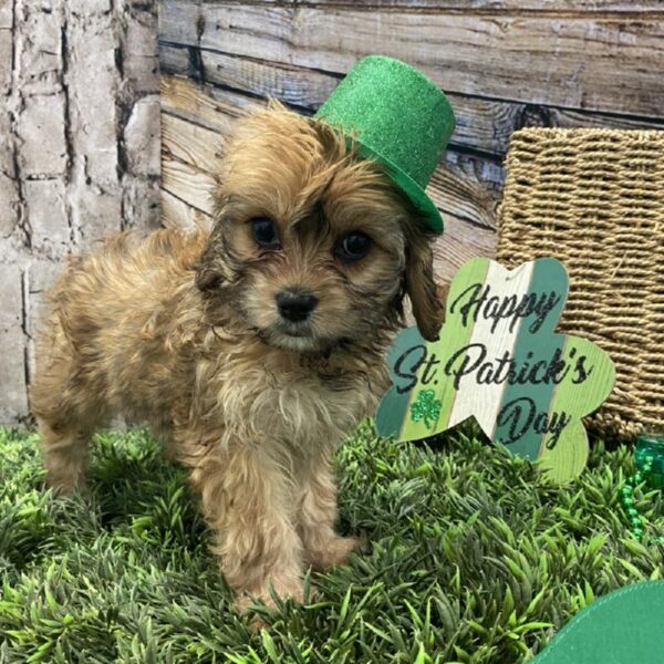 Cavachon-DOG-Female-Cream-4999-Petland Robinson, Pittsburgh, PA