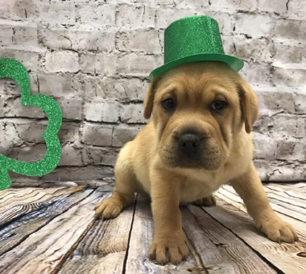 Mini Walrus-DOG-Male-Fawn-5025-Petland Robinson, PA