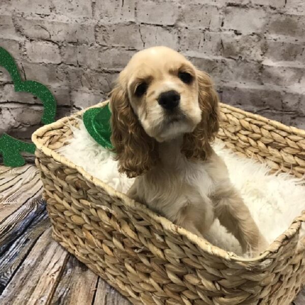 Cocker Spaniel-DOG-Female-Buff-5024-Petland Robinson, Pittsburgh, PA
