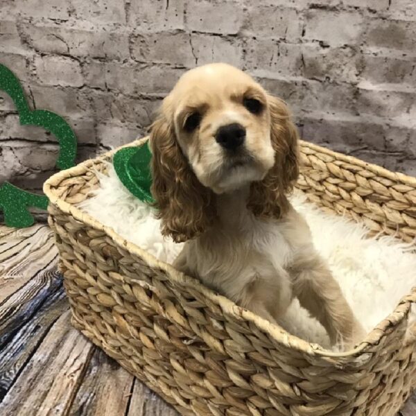 Cocker Spaniel DOG Female Buff 5024 Petland Robinson, PA