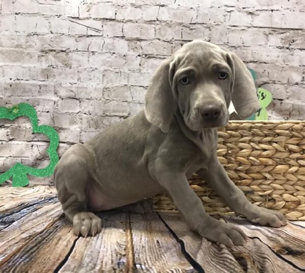 Weimaraner DOG Female Grey 5026 Petland Robinson, PA