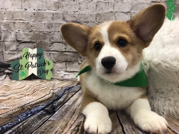 Pembroke Welsh Corgi-DOG-Male-Red-5023-Petland Robinson, Pittsburgh, PA