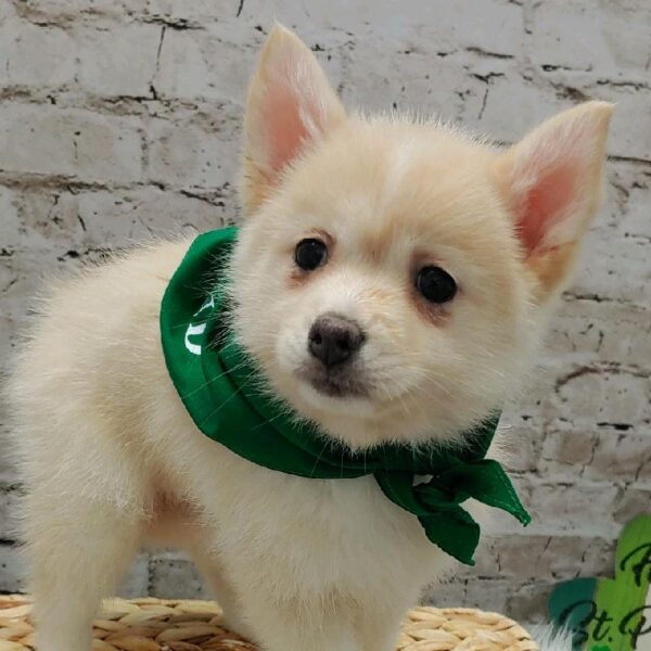 Pomsky-DOG-Female-Cream-5034-Petland Robinson, PA