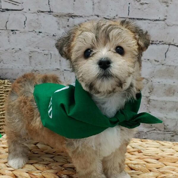 Yorkie-Poo DOG Female Golden 5033 Petland Robinson, PA