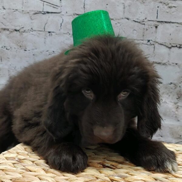 Newfoundland DOG Female Brown 5037 Petland Robinson, PA