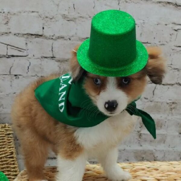 Miniature Australian Shepherd-DOG-Female-Red-5035-Petland Robinson, Pittsburgh, PA