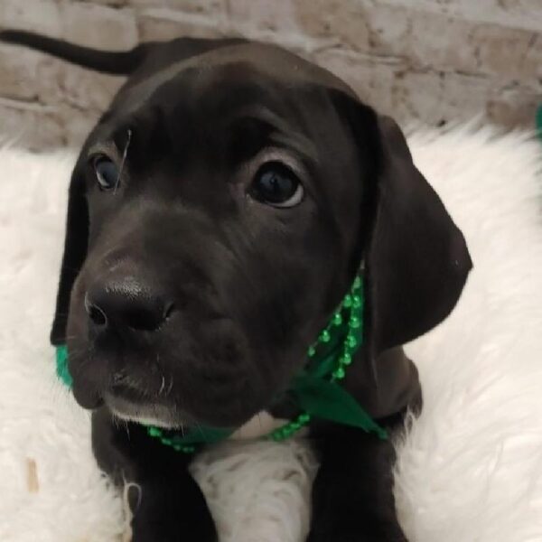 Daniff DOG Female Black 5036 Petland Robinson, PA