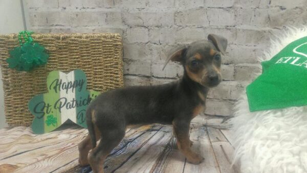 Chiweenie-DOG-Female-Blue Tan-5063-Petland Robinson, Pittsburgh, PA