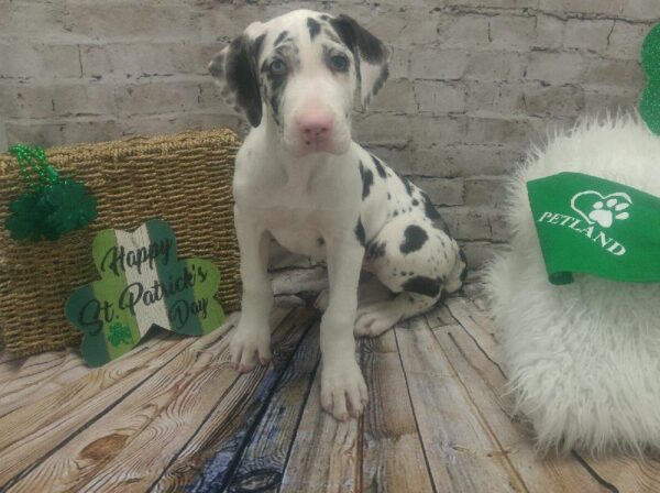 Great Dane-DOG-Female-Merlequin-5068-Petland Robinson, Pittsburgh, PA