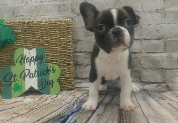Frenchton-DOG-Male-Brindle / White-5062-Petland Robinson, Pittsburgh, PA