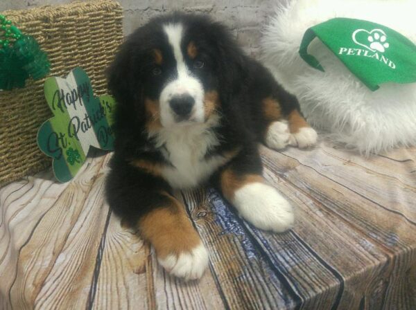 Bernese Mountain Dog DOG Male Black / Rust 5065 Petland Robinson, PA