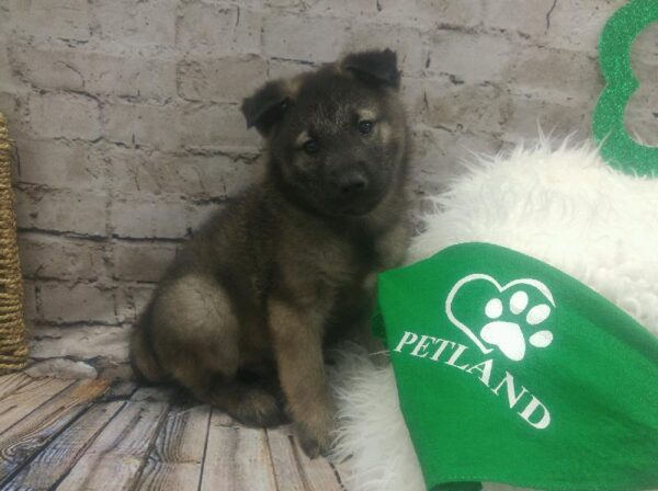 Norwegian Elkhound-DOG-Male-Sable-5066-Petland Robinson, PA