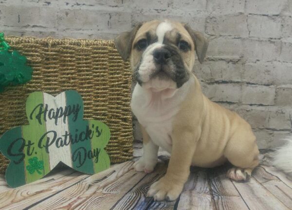 English Bulldog-DOG-Female-Fawn / White-5069-Petland Robinson, PA