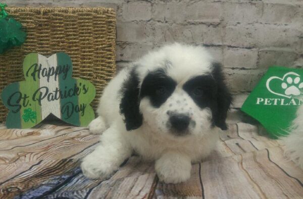 Bernardadoodle-DOG-Female-Black / White-5071-Petland Robinson, PA