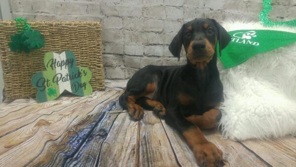 Doberman Pinscher-DOG-Male-Black / Rust-5064-Petland Robinson, Pittsburgh, PA