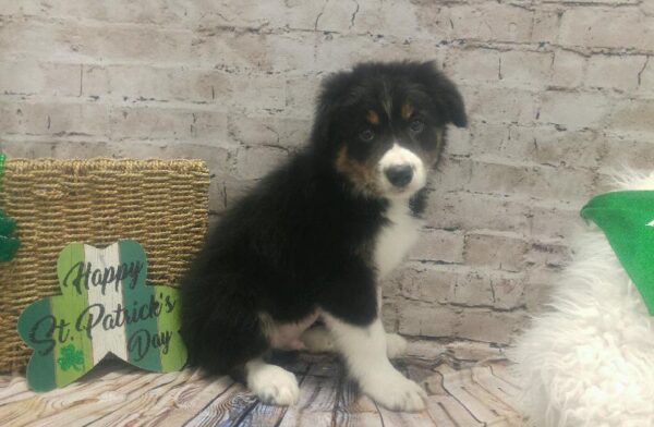 Border Collie-DOG-Male-Black / White-5070-Petland Robinson, PA