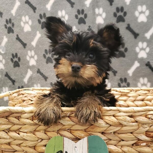 Yorkie-DOG-Male-Black and Tan-5058-Petland Robinson, Pittsburgh, PA