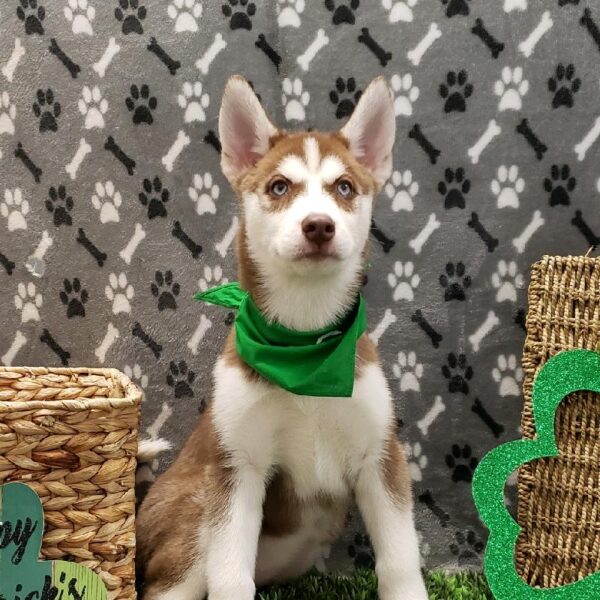 Siberian Husky-DOG-Female-Red and White-5057-Petland Robinson, Pittsburgh, PA