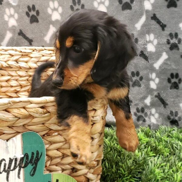 Dachshund DOG Female Black and Tan 5056 Petland Robinson, PA