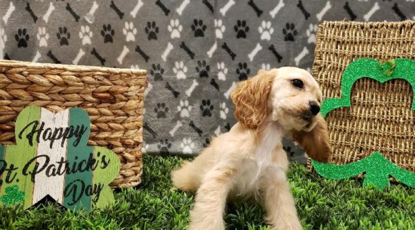 Cocker Spaniel DOG Female Golden 5055 Petland Robinson, PA