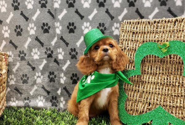 Cavalier King Charles Spaniel-DOG-Male-Red and White-5054-Petland Robinson, Pittsburgh, PA