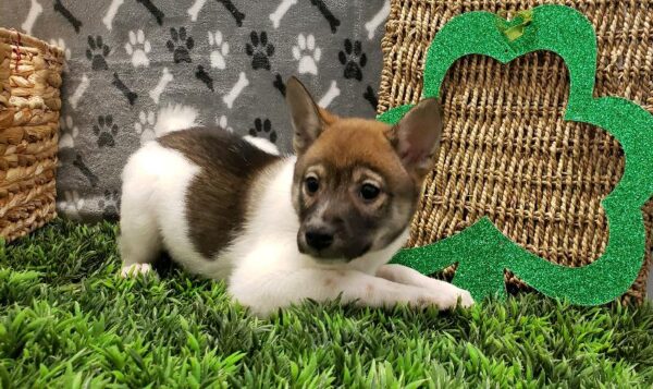 Shiba Inu-DOG-Female-Red and White-5053-Petland Robinson, Pittsburgh, PA