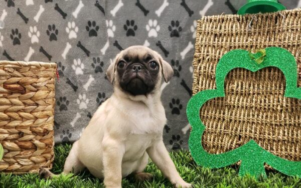 Pug-DOG-Female-Fawn-5052-Petland Robinson, Pittsburgh, PA