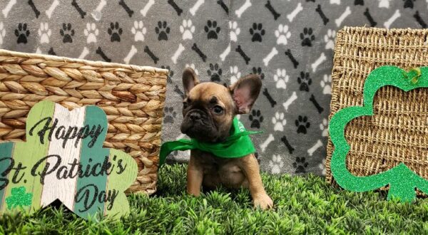 French Bulldog DOG Female Fawn 5051 Petland Robinson, PA