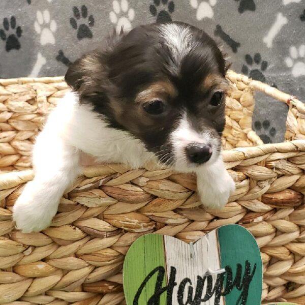 Chihuahua-DOG-Male-Black and Tan-5050-Petland Robinson, Pittsburgh, PA