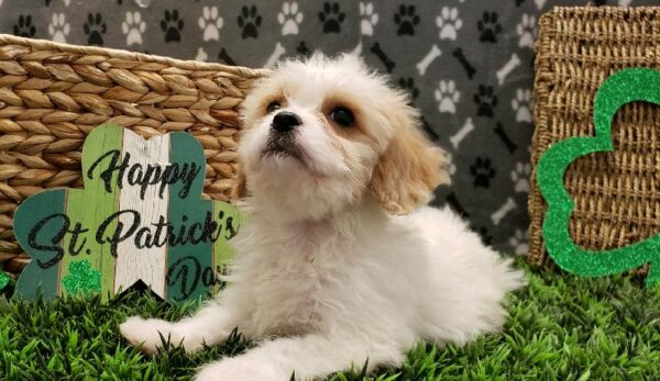 Cavachon-DOG-Male-Cream-5049-Petland Robinson, Pittsburgh, PA