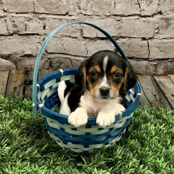 Beagle DOG Male Tri-Colored 5073 Petland Robinson, PA