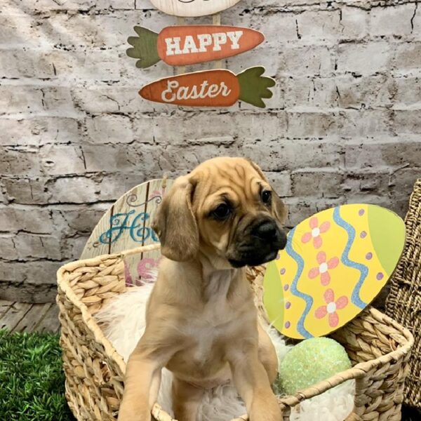 Puggle-DOG-Female-Fawn-5080-Petland Robinson, Pittsburgh, PA