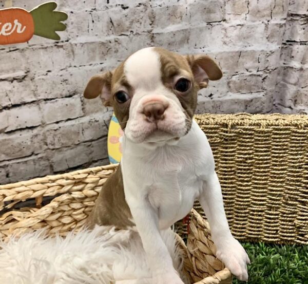 Boston Terrier-DOG-Female-Seal / White-5072-Petland Robinson, Pittsburgh, PA