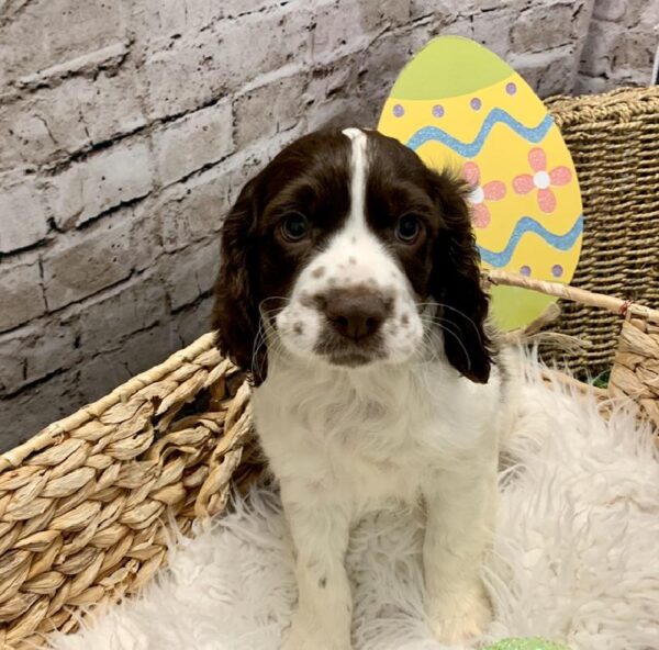 Cocker Spaniel-DOG-Male-Brown / White-5079-Petland Robinson, PA